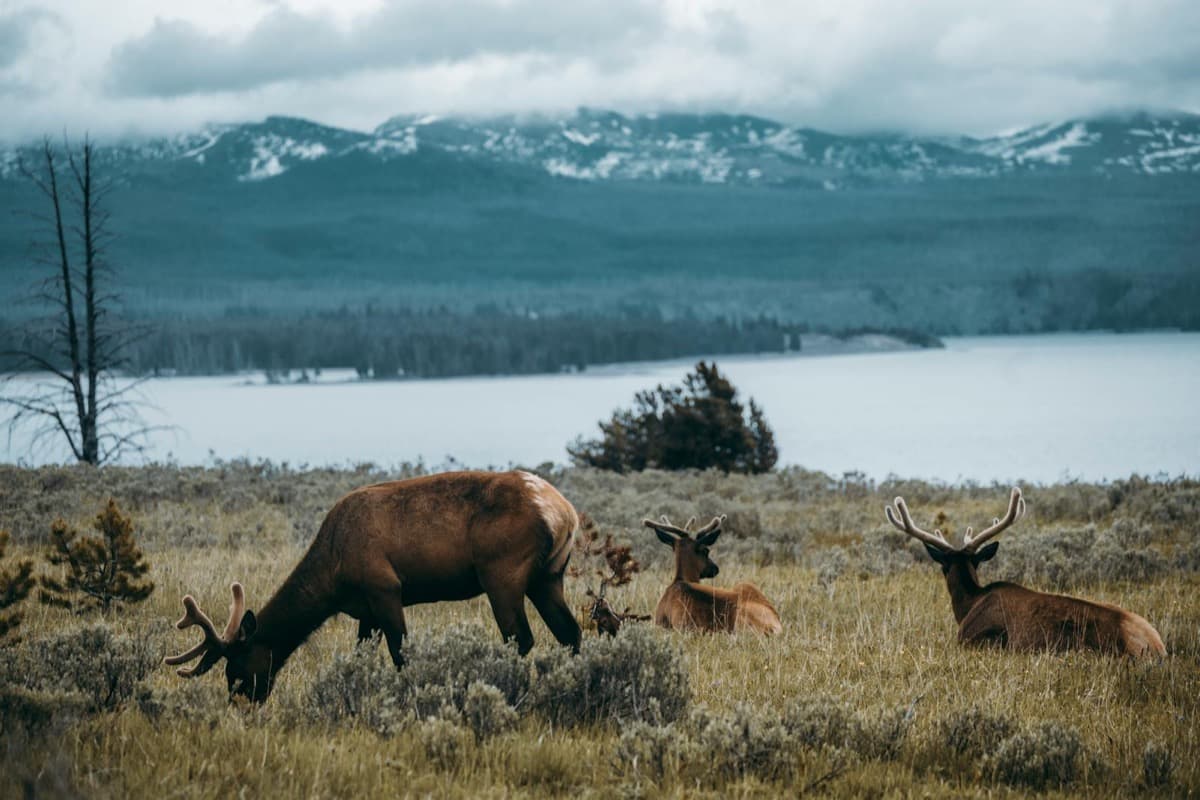 Antlered elk grazing and resting in a mountain valley meadow beside water (16:9)