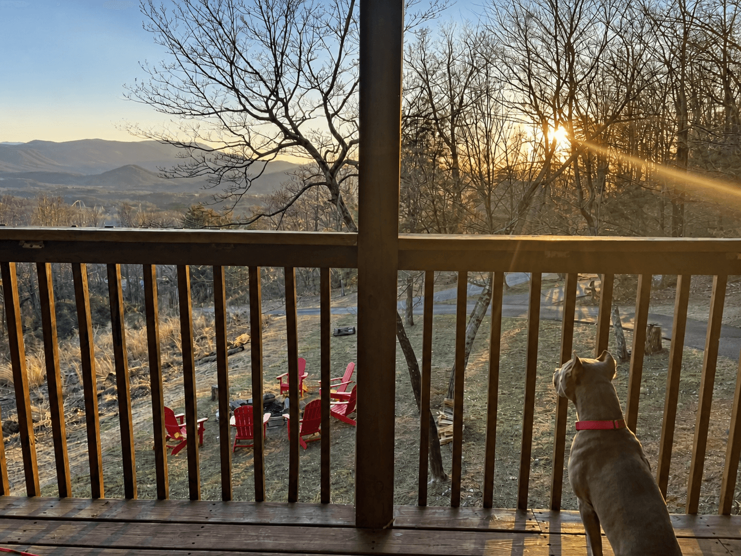 Dolly Pawton, our dog, sitting at the cabin deck railing with the low sun shining through the trees and mountains beyond
